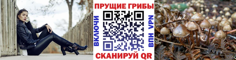 Галлюциногенные грибы Magic Shrooms Кедровый